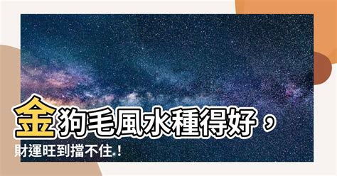 金狗毛風水|【金狗毛風水】金狗毛風水種得好，財運旺到擋不住！